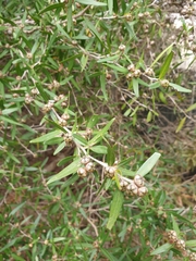 Leptospermum petersonii