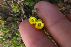 Hermannia desertorum