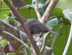 Ramphocinclus brachyurus brachyurus