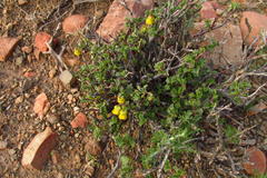 Hermannia desertorum