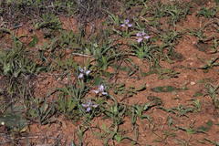 Moraea ciliata