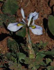Moraea ciliata