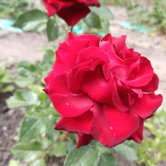 Rosa