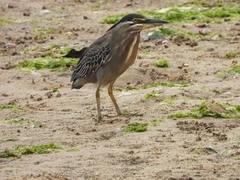 Butorides striata