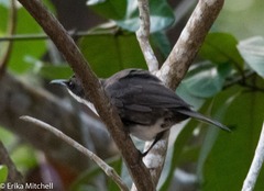 Ramphocinclus brachyurus brachyurus