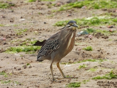 Butorides striata