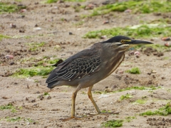 Butorides striata