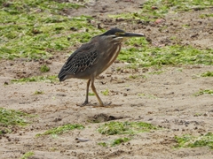 Butorides striata