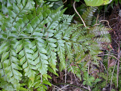 Asplenium dimorphum