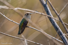 Selasphorus calliope