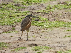 Butorides striata