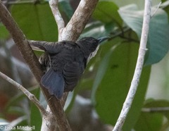 Ramphocinclus brachyurus brachyurus