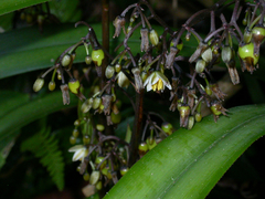 Dianella intermedia