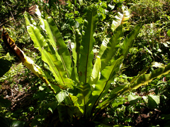 Asplenium australasicum