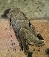 Plagiomimicus pityochromus