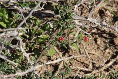 Delosperma multiflorum