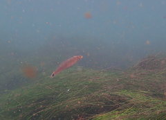 Halichoeres californicus