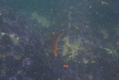 Halichoeres californicus