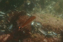 Halichoeres californicus