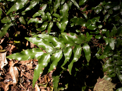 Arthropteris tenella