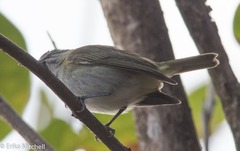 Vireo altiloquus