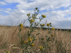 Medicago falcata