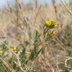 Medicago falcata