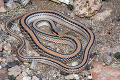 Salvadora deserticola