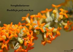 Buddleja polystachya