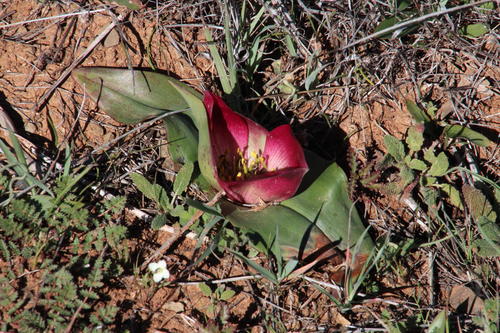 Colchicum burchellii