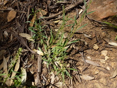 Lepidium africanum
