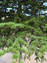 Cedrus brevifolia