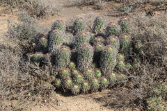 Euphorbia stellispina
