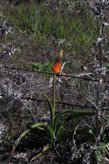 Bulbinella latifolia doleritica