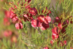 Dodonaea stenozyga