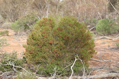 Dodonaea stenozyga