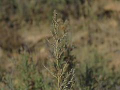 Eragrostis chloromelas