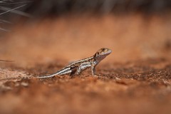 Ctenophorus spinodomus