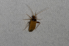 Phytocoris ramosus
