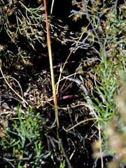 Eragrostis chloromelas
