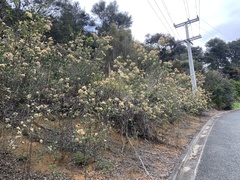 Pomaderris hamiltonii