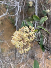 Pomaderris hamiltonii