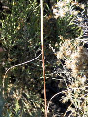 Eragrostis chloromelas