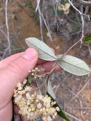 Pomaderris hamiltonii