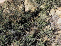 Eragrostis chloromelas