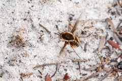 Staurostichus aureolatus