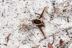 Staurostichus aureolatus