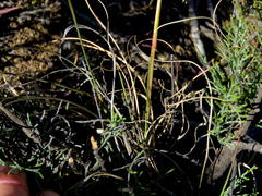 Eragrostis chloromelas