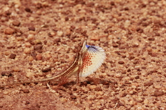 Sitana marudhamneydhal