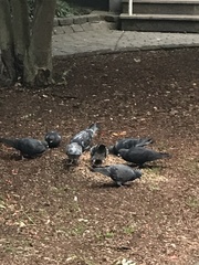 Columba livia domestica